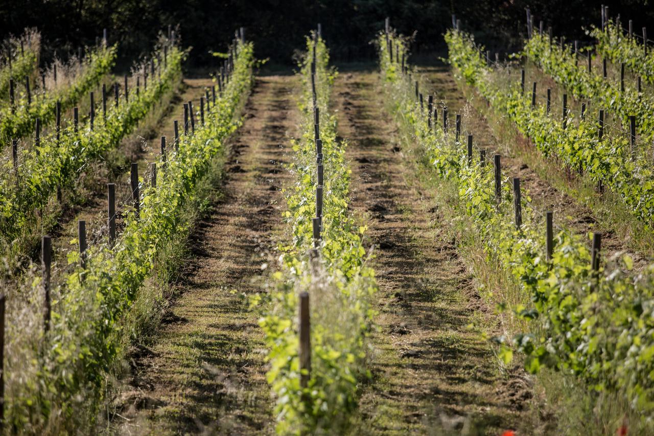 Domaine Monte Verdi Flayosc Εξωτερικό φωτογραφία